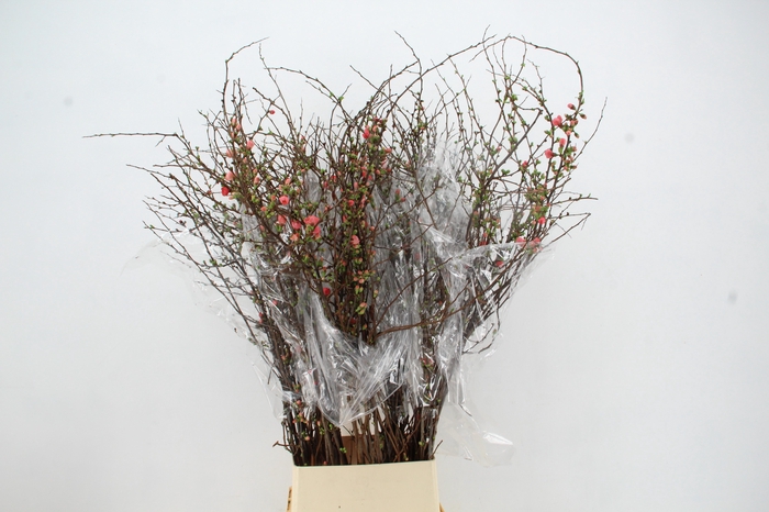 <h4>CHAENOMELES SUPERBA PINK 130CM</h4>