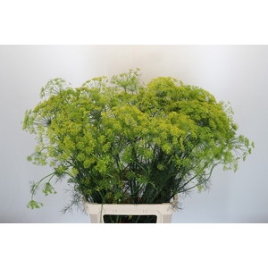 Anethum Graveolens