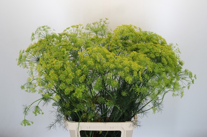 <h4>Anethum Graveolens</h4>