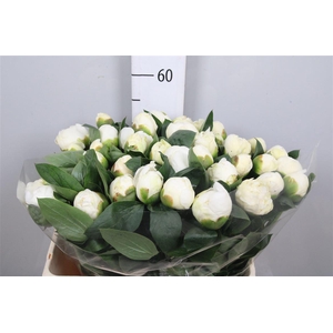 Paeo L Bridal Shower