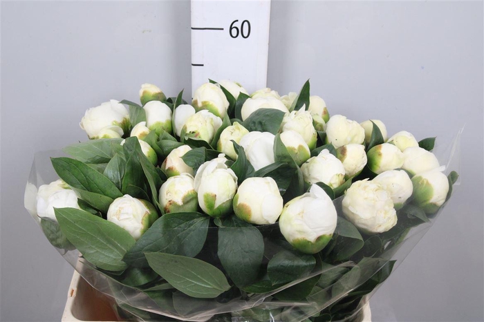 <h4>Paeo L Bridal Shower</h4>