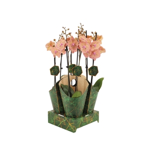 Signature Golden Nature Cover Phal Very Maple 2T16+