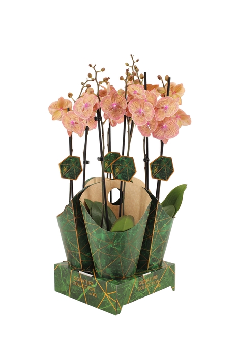 <h4>Signature Golden Nature Cover Phal Very Maple 2T16+</h4>