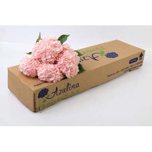 Hydrangea Salmon