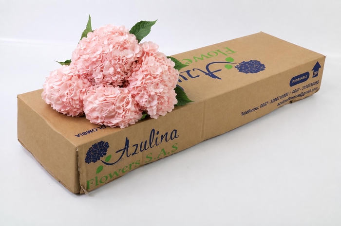 <h4>Hydrangea Salmon</h4>