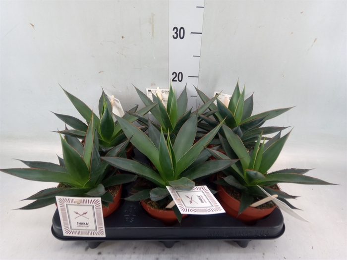 <h4>Agave  'Shaka Zulu'</h4>