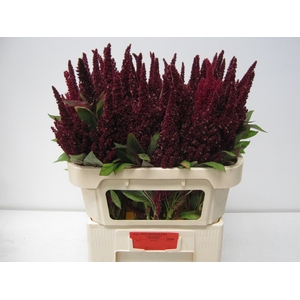 Amaranthus Red 75cm