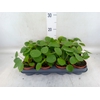Pilea peperomioides