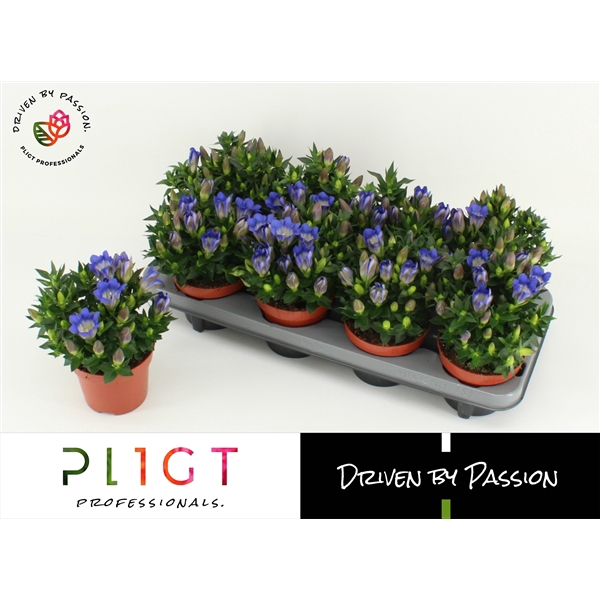 <h4>Gentiana Scabra RD Blue Hart P12</h4>