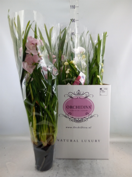 <h4>Cymbidium   ...mix</h4>