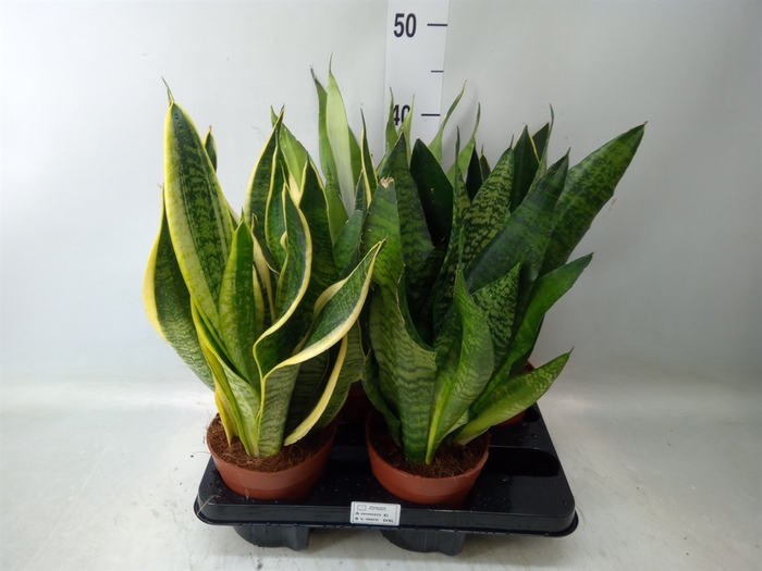 <h4>Sansevieria trifa.   ...</h4>