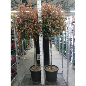 Photinia fraseri