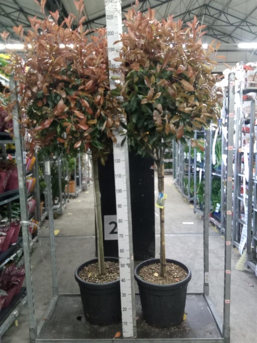 <h4>Photinia fraseri</h4>