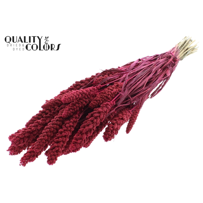 <h4>Gierst per bunch Cerise</h4>