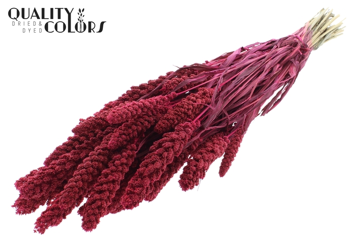 <h4>Gierst per bunch Cerise</h4>