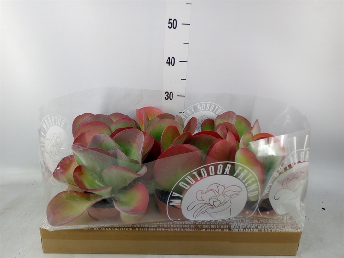 <h4>Kalanchoe NF thyrsiflora</h4>