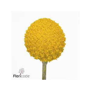 Craspedia yellow