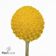 <h4>Craspedia yellow</h4>