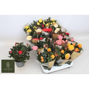 RO KORDAN GRANDE GEM