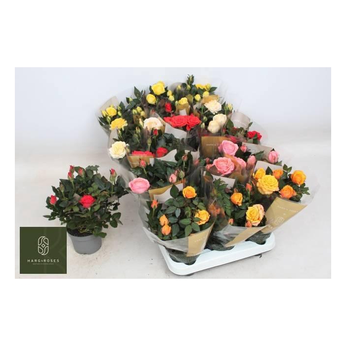 <h4>RO KORDAN GRANDE GEM</h4>