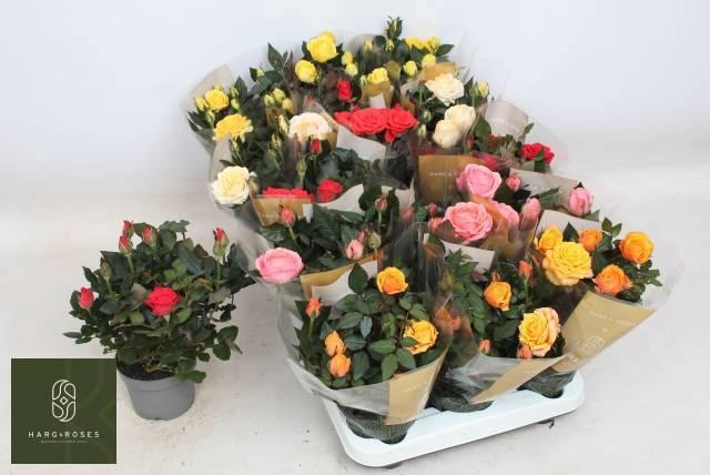 <h4>RO KORDAN GRANDE GEM</h4>