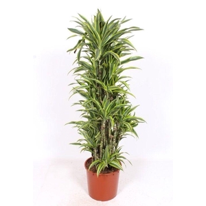 Dracaena Lemon Lime
