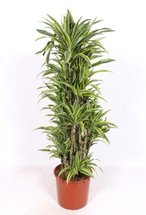 <h4>Dracaena Lemon Lime</h4>