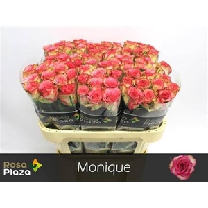 R Gr Monique