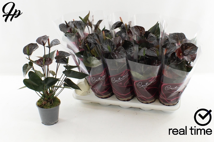 <h4>ANTHU BLACK LOVE</h4>