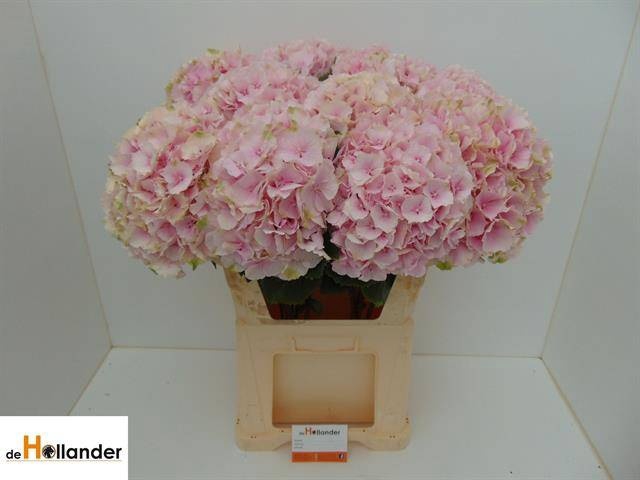 <h4>HYDR M CH VERENA</h4>