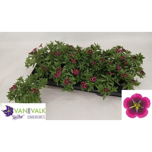 CALIB CA GD NIGH KIS