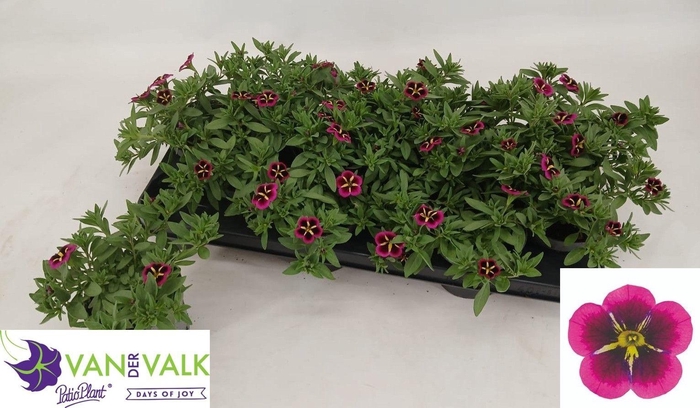 <h4>CALIB CA GD NIGH KIS</h4>