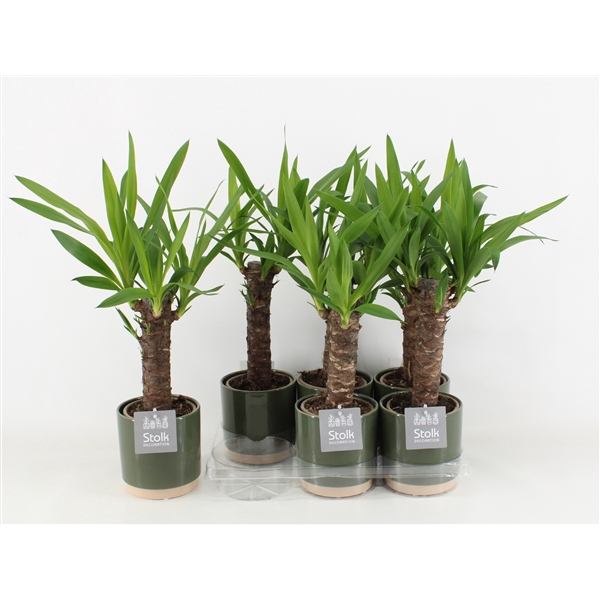<h4>Yucca in Julia keramiek</h4>