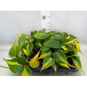 Philodendron scand. 'Brasil'