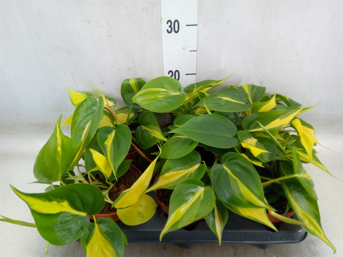 <h4>Philodendron scand. 'Brasil'</h4>
