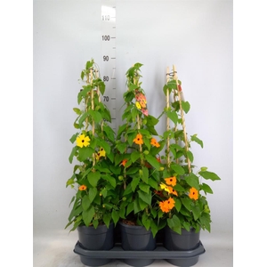 Thunbergia   ...mix 3