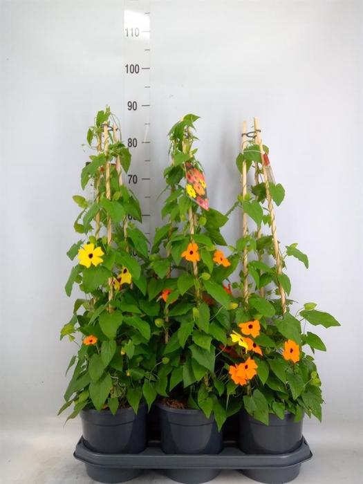 <h4>Thunbergia   ...mix 3</h4>