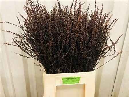 <h4>MYRICA GALE</h4>