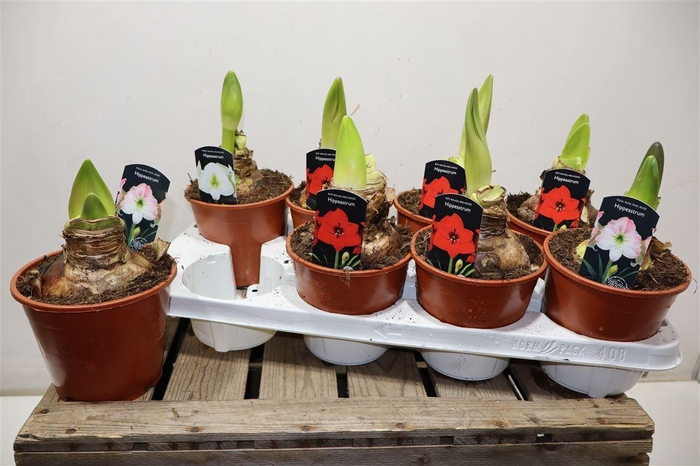 <h4>arr8 Hippeas Ov</h4>