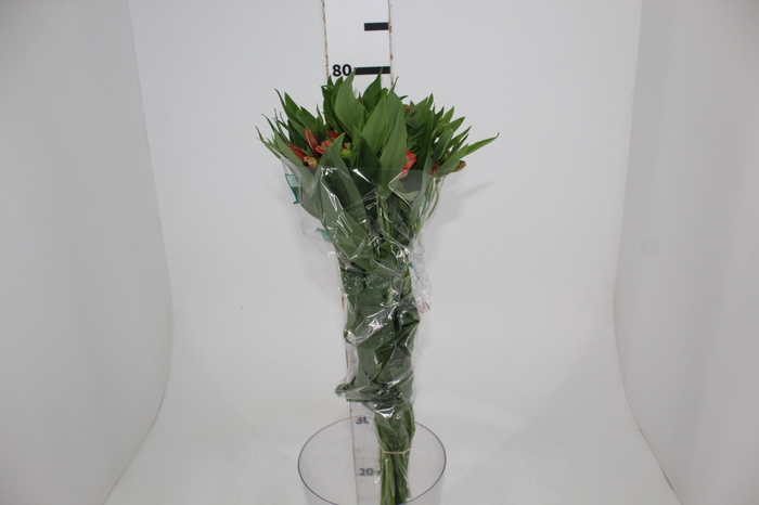 <h4>ALSTROEMERIA TROPICANA 080 CM</h4>