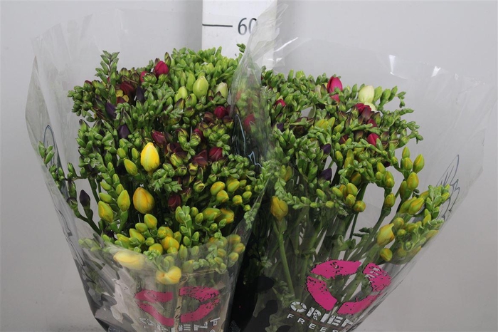<h4>Fr Du Gemengd 26gr</h4>