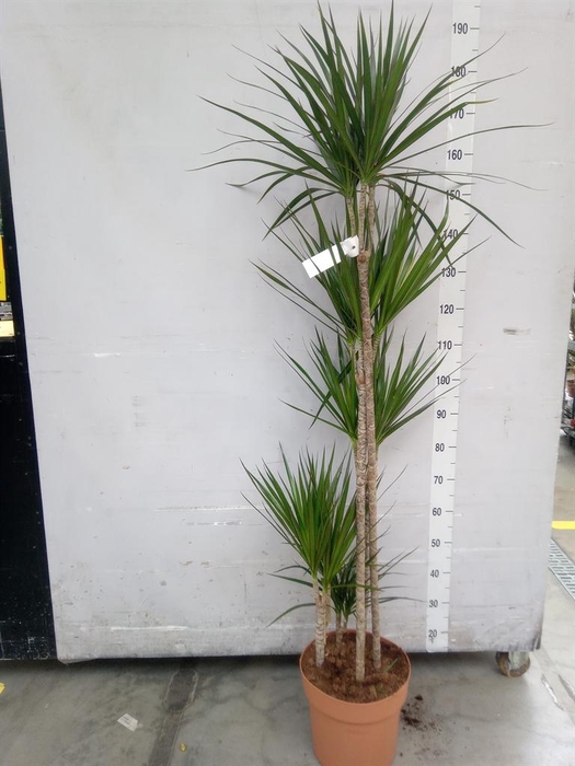 <h4>Dracaena marg.</h4>
