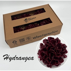 Zijde Hydr Wx Bordeaux