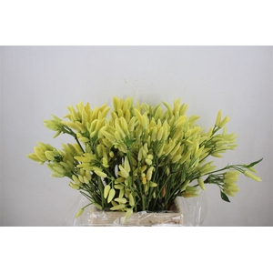 Pepers Paprika Yellow P Bunch