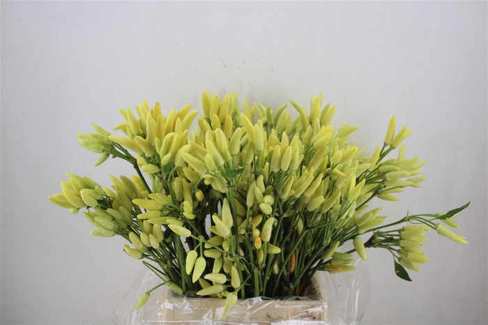 <h4>Pepers Paprika Yellow P Bunch</h4>