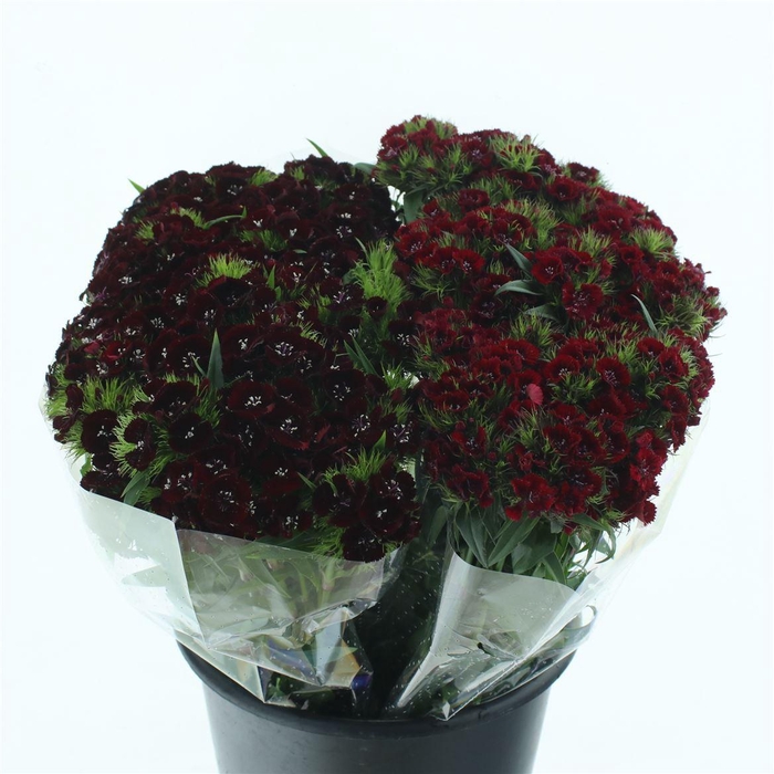 <h4>Di Barb Bordeaux</h4>