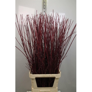 Cornus Alba Sibirica