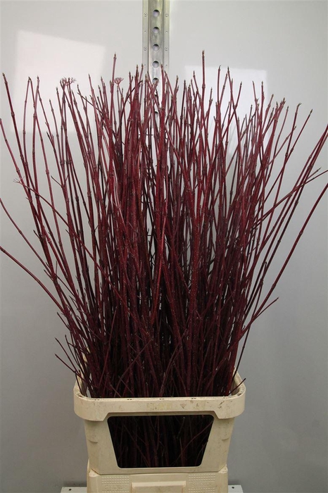 <h4>Cornus Alba Sibirica</h4>