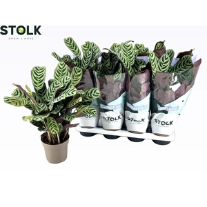 CTENANTHE BURLE-MARX