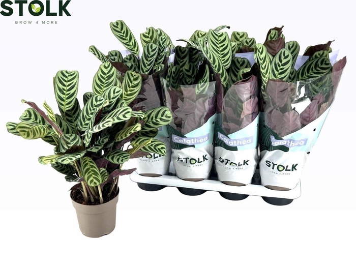 <h4>CTENANTHE BURLE-MARX</h4>